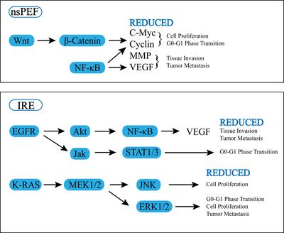 Effect of pulsed field ablation on solid tumor cells and microenvironment